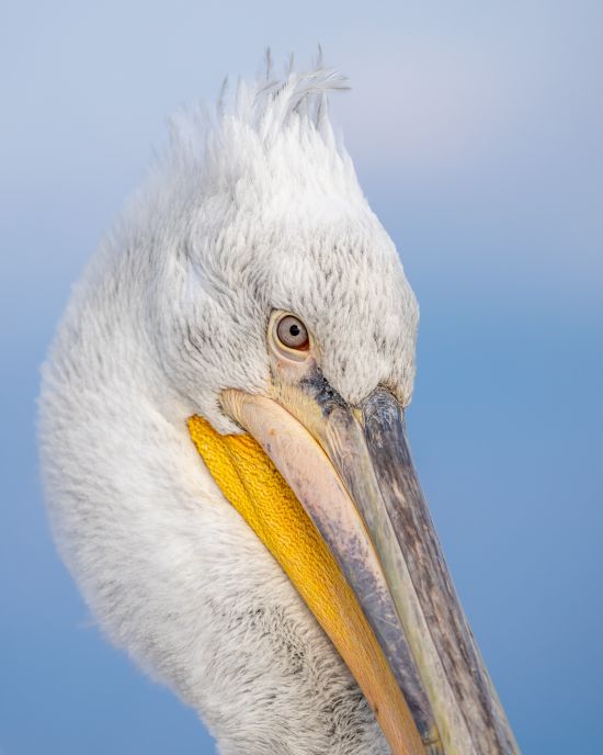Młody pelikan