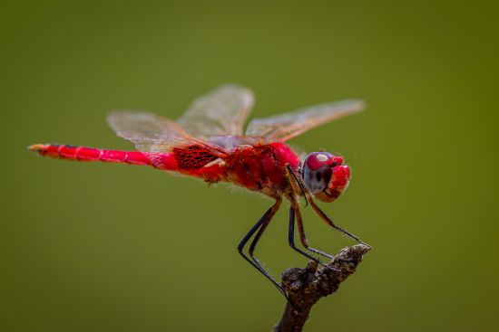 Dragonfly from Malawi