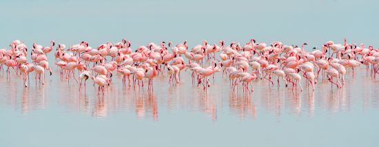 Lesser flamingo 